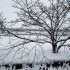 滋賀県南部にも久しぶりの雪。サムネイル